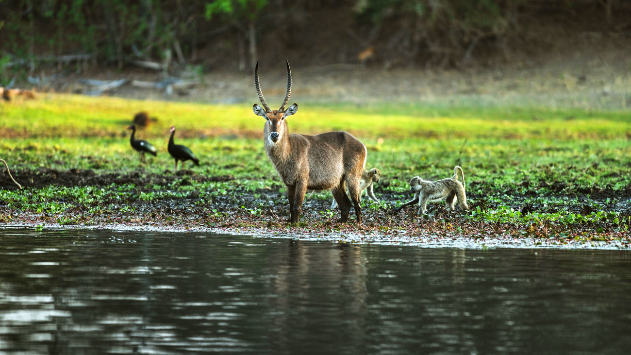 A Waterbuck standing alongside monkeys and birds by the Shire River