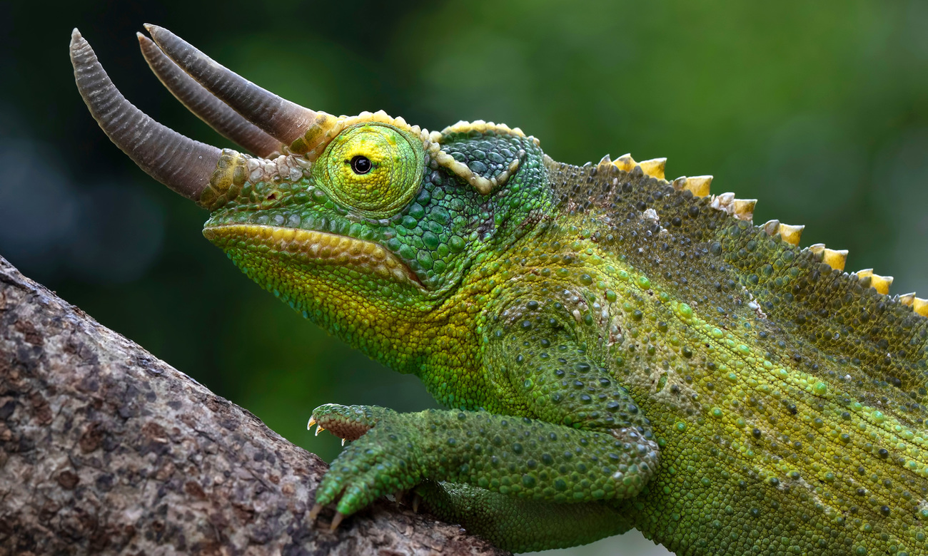 Jackson’s chameleon climbing on a tree branch.