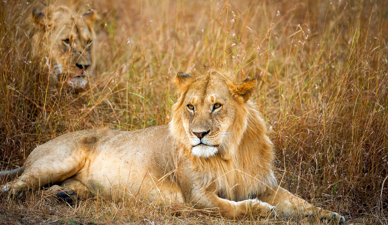 Lion in Maasai Mara National Park, Kenya