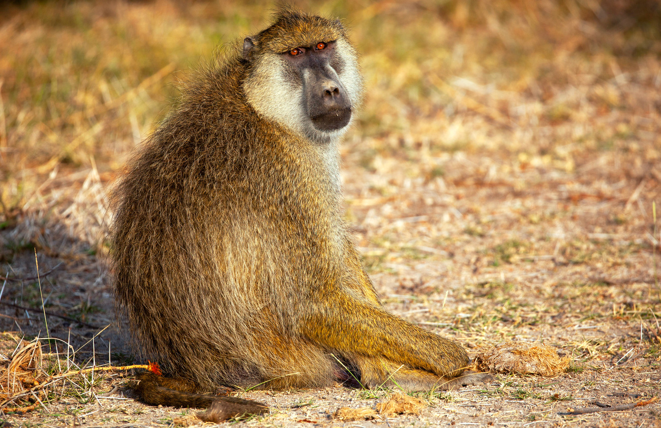 A baboon in Amboseli National Park.