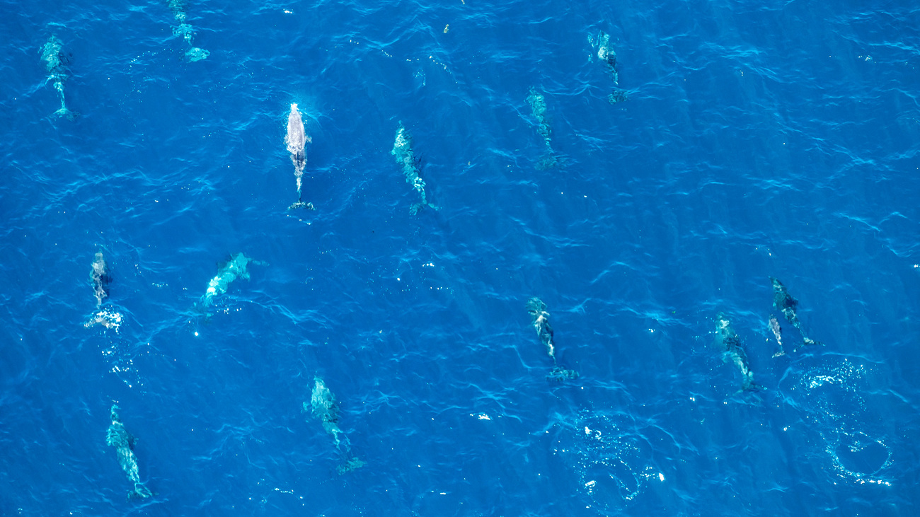 Dolphin sighting off the Vipingo coast during the aerial marine megafauna survey.