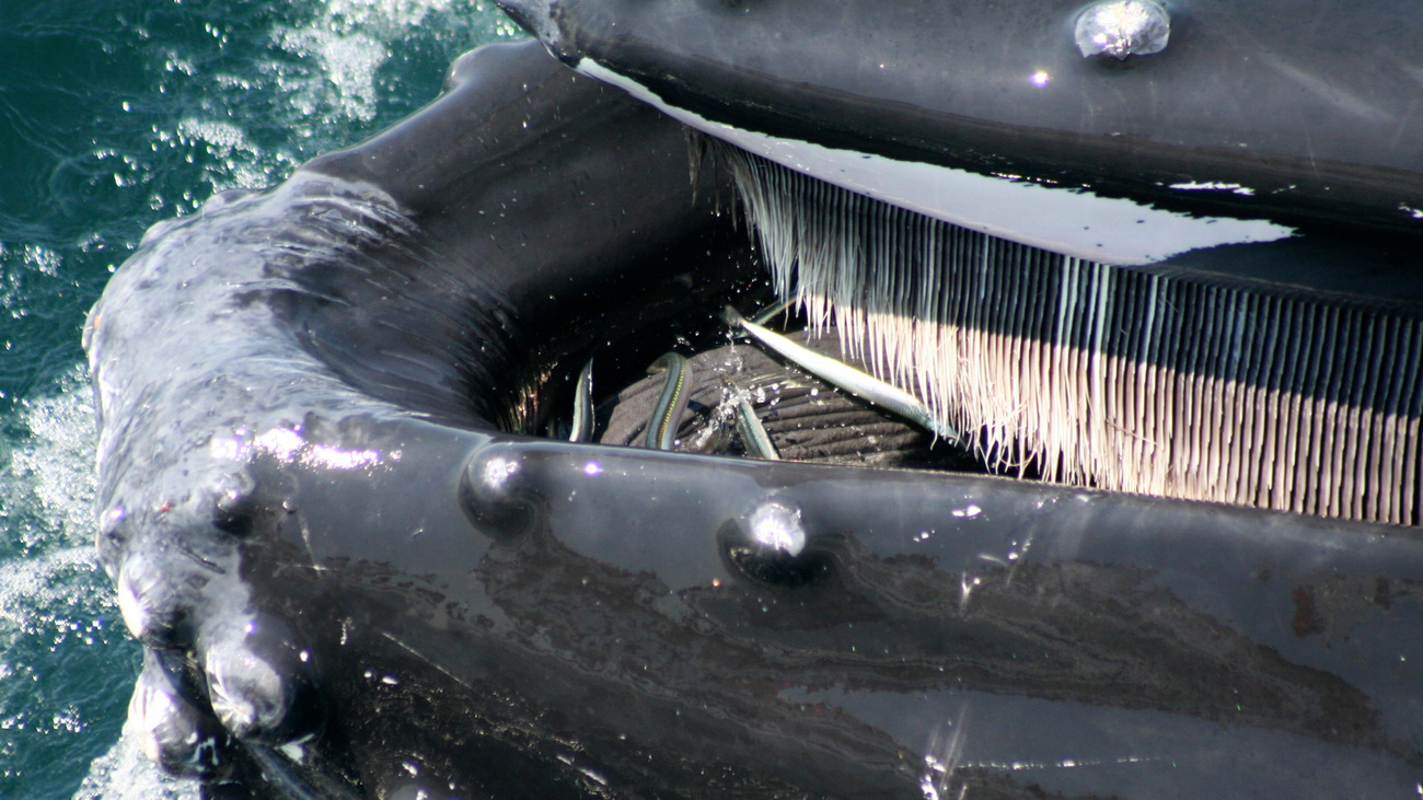 A close up view of the baleen in the open mouth of a feeding humpback whale. Note the sandlance fish in its mouth.