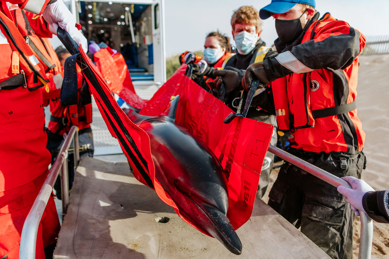 After offloading a stranded common dolphin from the MDRC at the release site, the IFAW MMRR team uses a stretcher to lift it onto a transport cart.