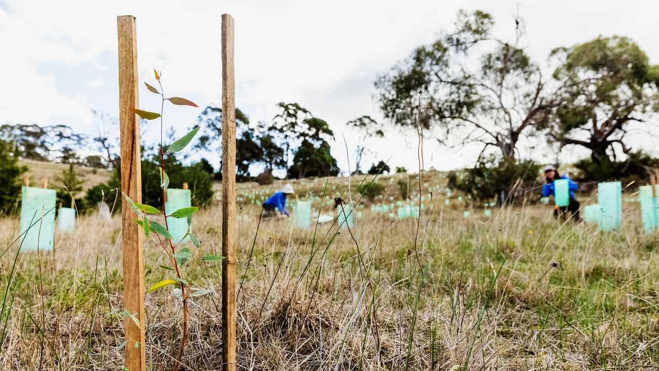 IFAW teamed up with Koala Clancy Foundation to plant more than 8,100 trees on a property where koalas have been spotted for the first time in decades, helping to further encourage their return.