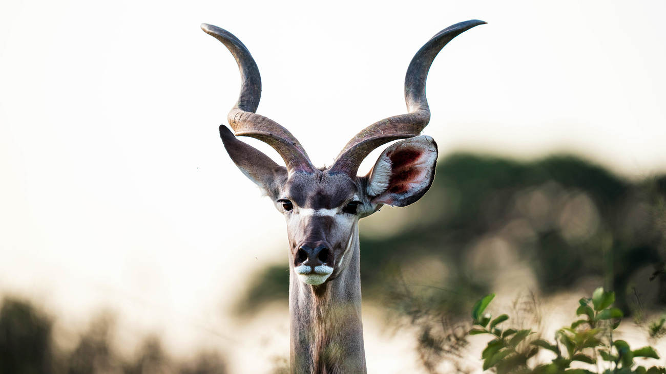 A kudu in Hwange National Park, Zimbabwe.