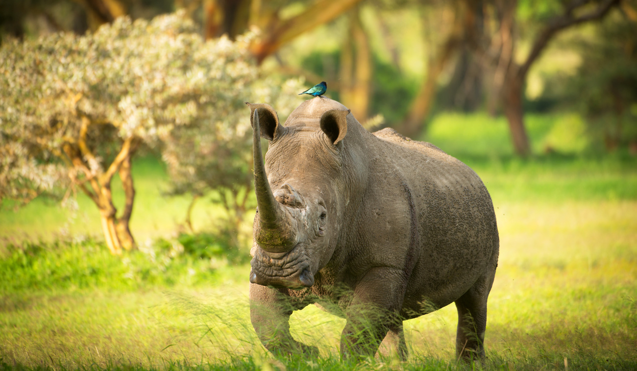 A white Rhino runs in the bush with a bluebird perched on top.