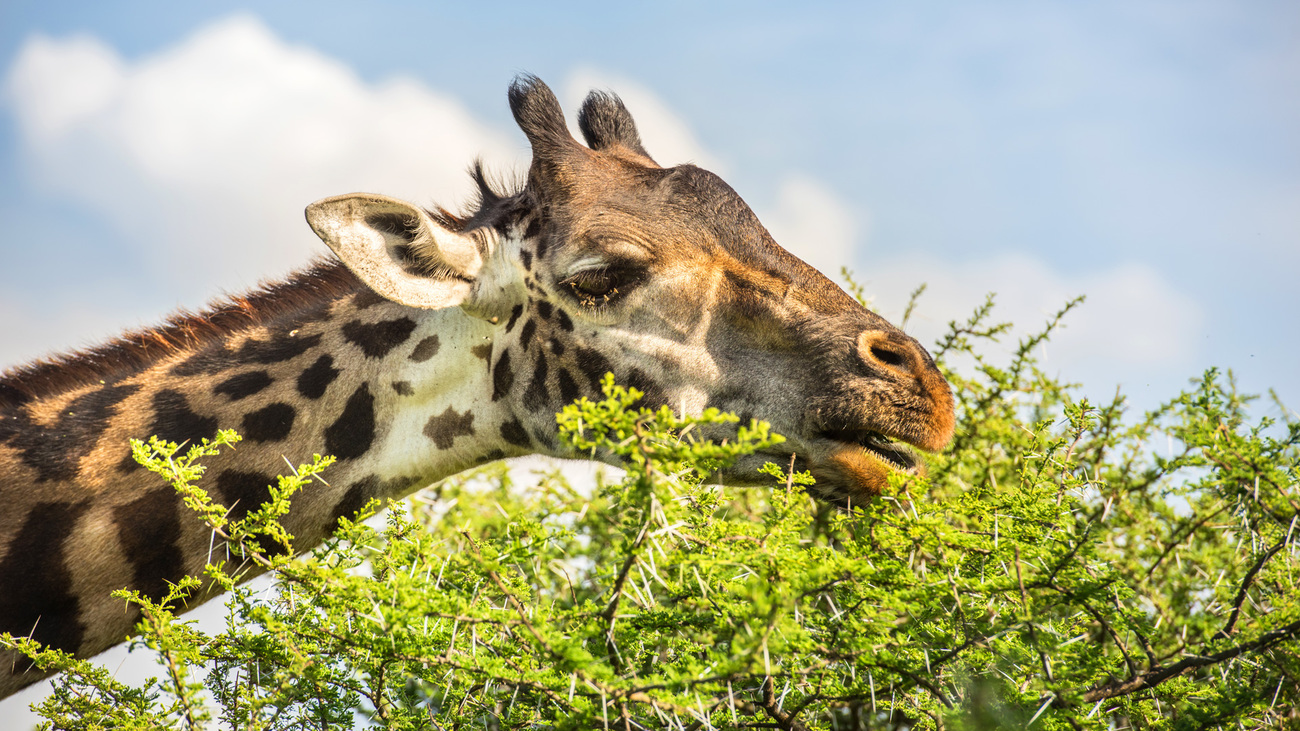 A giraffe in Mara Northern Conservancy, Kenya.