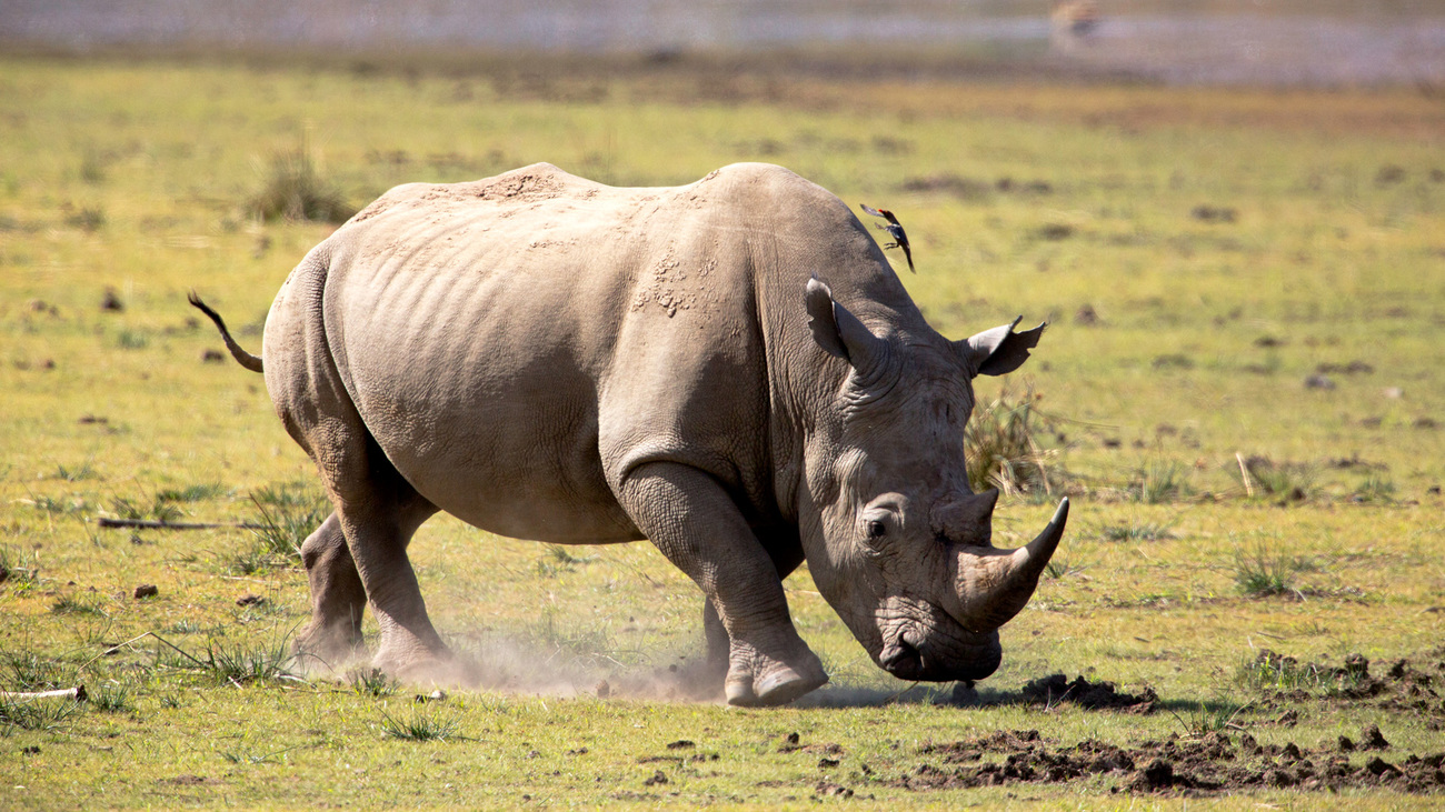 A White Rhino in the Pilansberg National Park in South Africa.