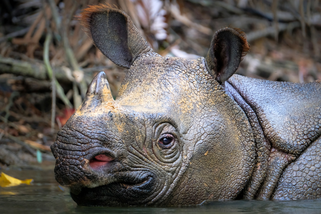 Javan rhino close-up in the water in Indonesia.