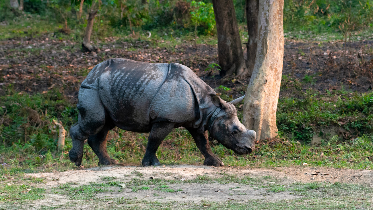 Two Indian rhinos, Sohola and Baghmari, have been successfully released back into the wild after undergoing rehabilitation at IFAW-WTI's Wildlife Rescue Center in Kaziranga National Park, India. The two male rhinos spent 3-4 years at CWRC. These rhinos are the first to be released back into Kaziranga National Park.