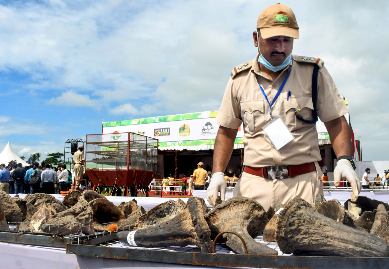 Assam Forest Department officials prepare the furnace arrangement of rhino horns to be burnt at Bokakhat playground for World Rhino Day.