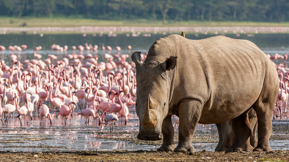 A White Rhino in South Africa with flamingos in the background.