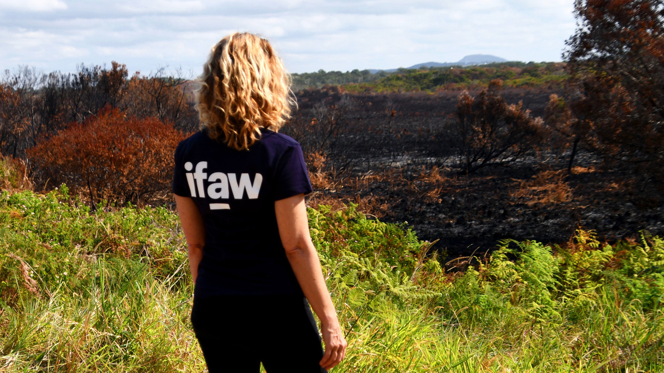 IFAW Oceania Wildlife Campaigner, Josey Sharrad, looks at the blackened field charred by the bushfires in Noosa National Park.