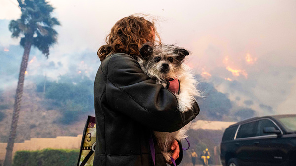 Emergency support for community and animals impacted by Los Angeles wildfires