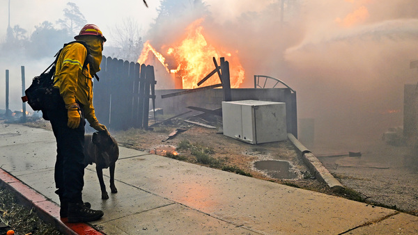 IFAW President and CEO statement on Los Angeles wildfires