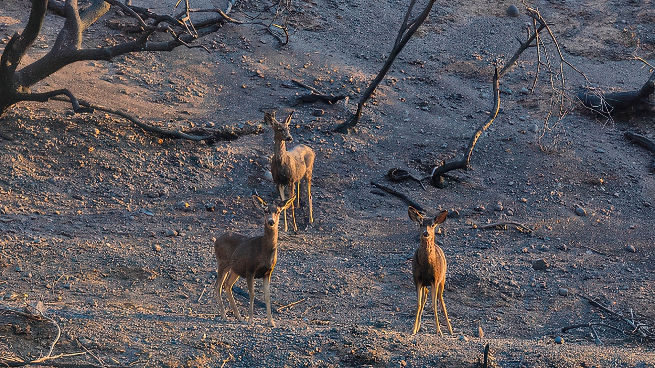 Een familie herten verzamelt zich rond de verbrande bomen van de Palisades Fire in Will Rogers State Park op 9 januari 2025 in de wijk Pacific Palisades in Los Angeles, Californië, Verenigde Staten. 