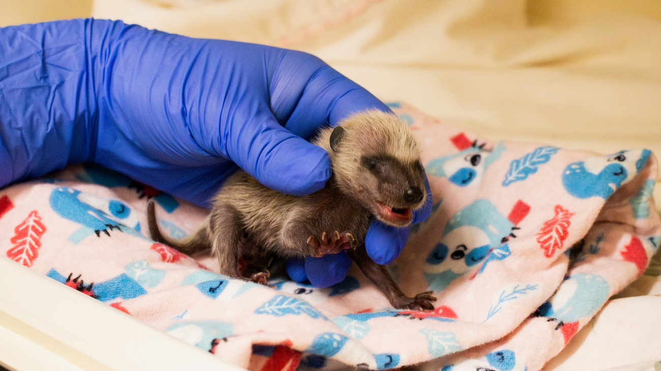 Petit raton laveur pris en charge par un soigneur de l'association Pasadena Humane