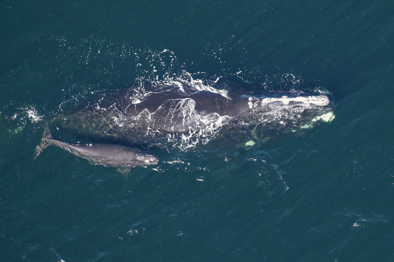 North Atlantic right whale Grand Teton (Catalog #1145) and calf sighted approximately 11 nautical miles off Amelia Island, FL on 16 January 2025.