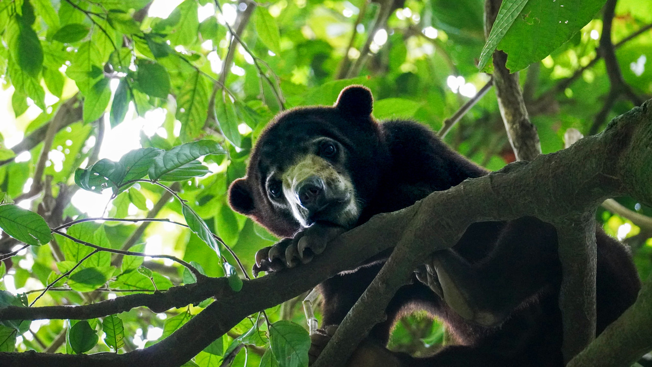 Mano the sun bear in forest school during rehabilitation.