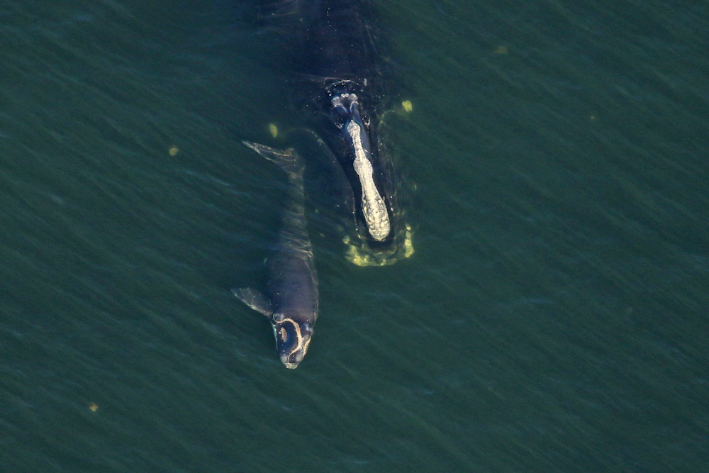 The calf of North Atlantic right whale Check Mark (Catalog #3705) rolls alongside their mother’s head, as the pair were sighted approximately 9 nautical miles off Amelia Island, FL on 17 January 17 2025.