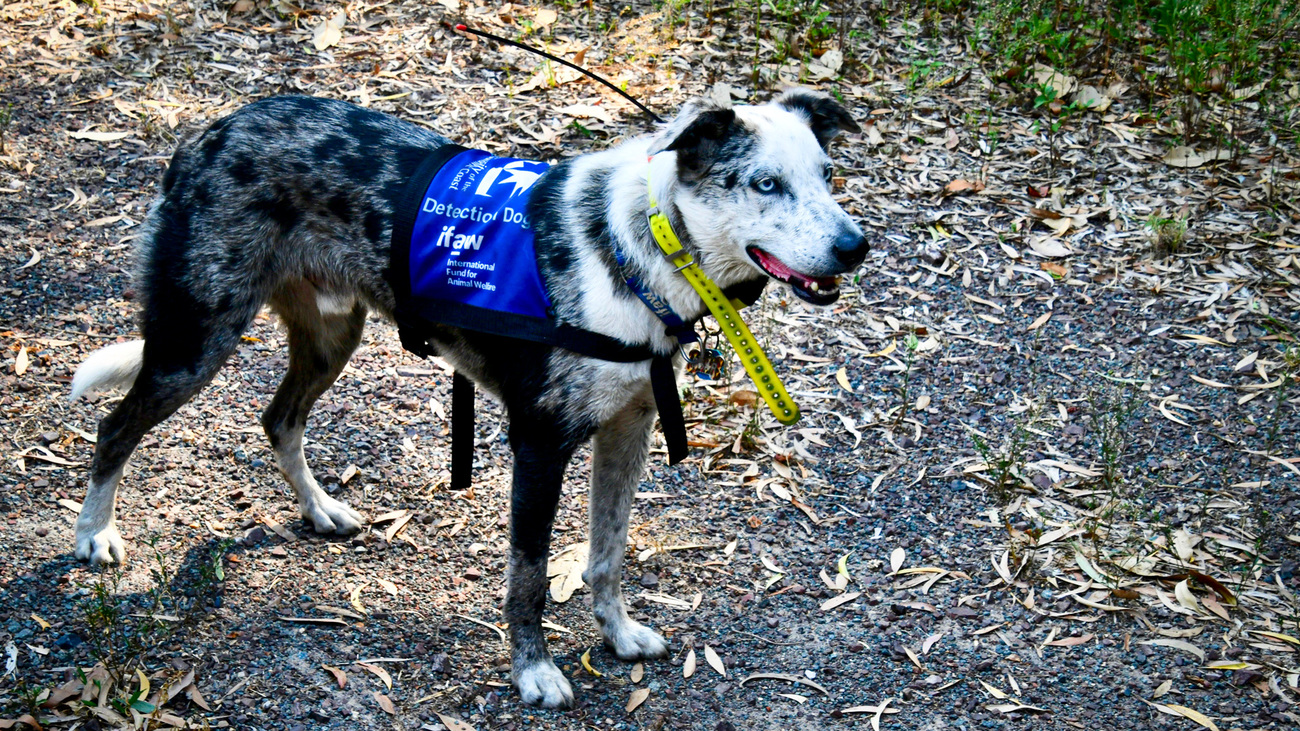 Bear standing during his black walk through the forest in Cooroibah.