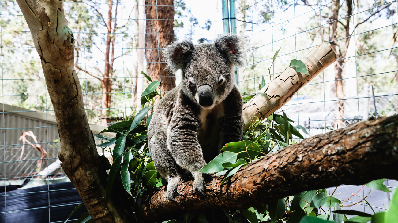 A koala sitting on a branch inside its enclosure undergoing rehabilitation at Friends of the Koala, December 2, 2019.