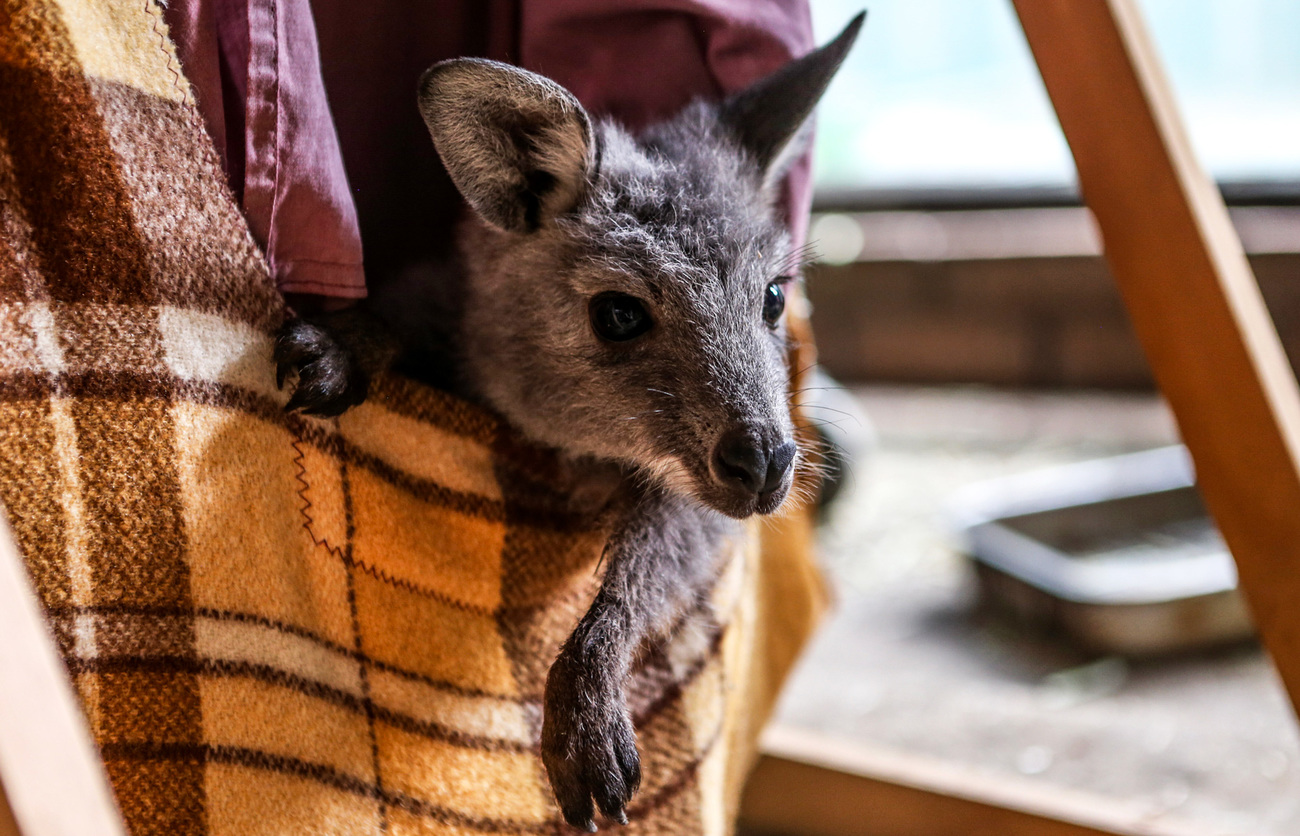 A wallaby joey sticking its head outside its makeshift pouch during rehabilitation at the home of Robyn, the rehabber with WINC.