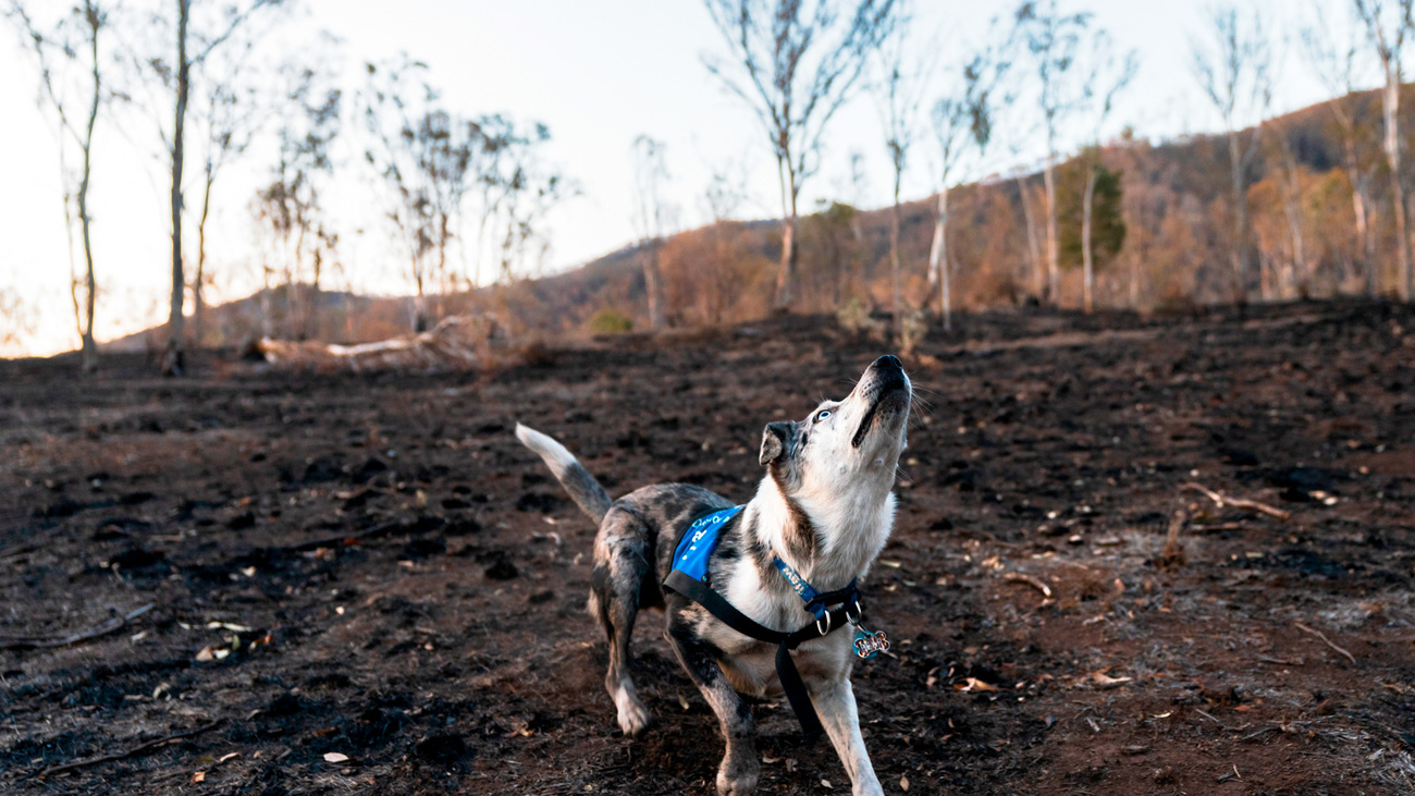 Bear looking at the treetops during his black walk through a landscape burnt by the Swanfels Fire.