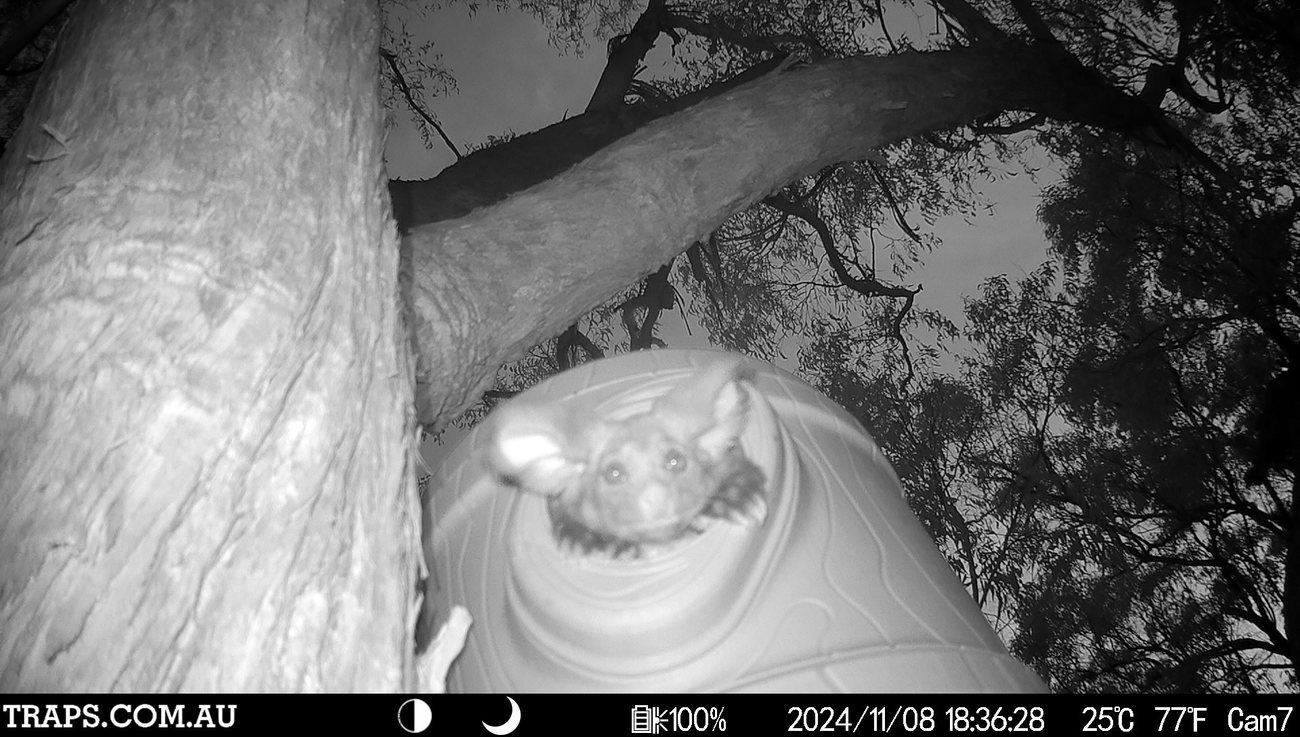 An endangered great glider using a nest box installed as part of our Bunyas to Borders project.