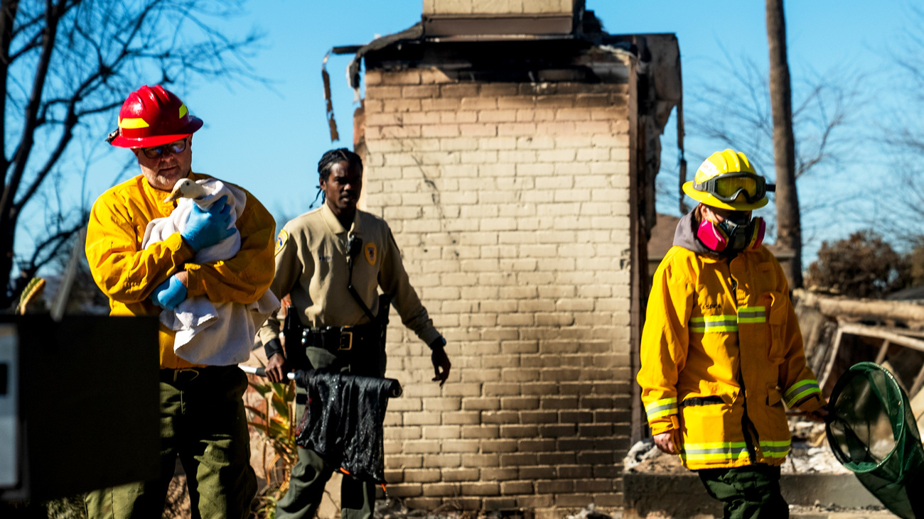 Des secouristes effectuent des opérations de recherche et de sauvetage d'animaux alors que le sud de la Californie continue de se remettre des plus grands incendies de forêt qu'ait connus la région. 