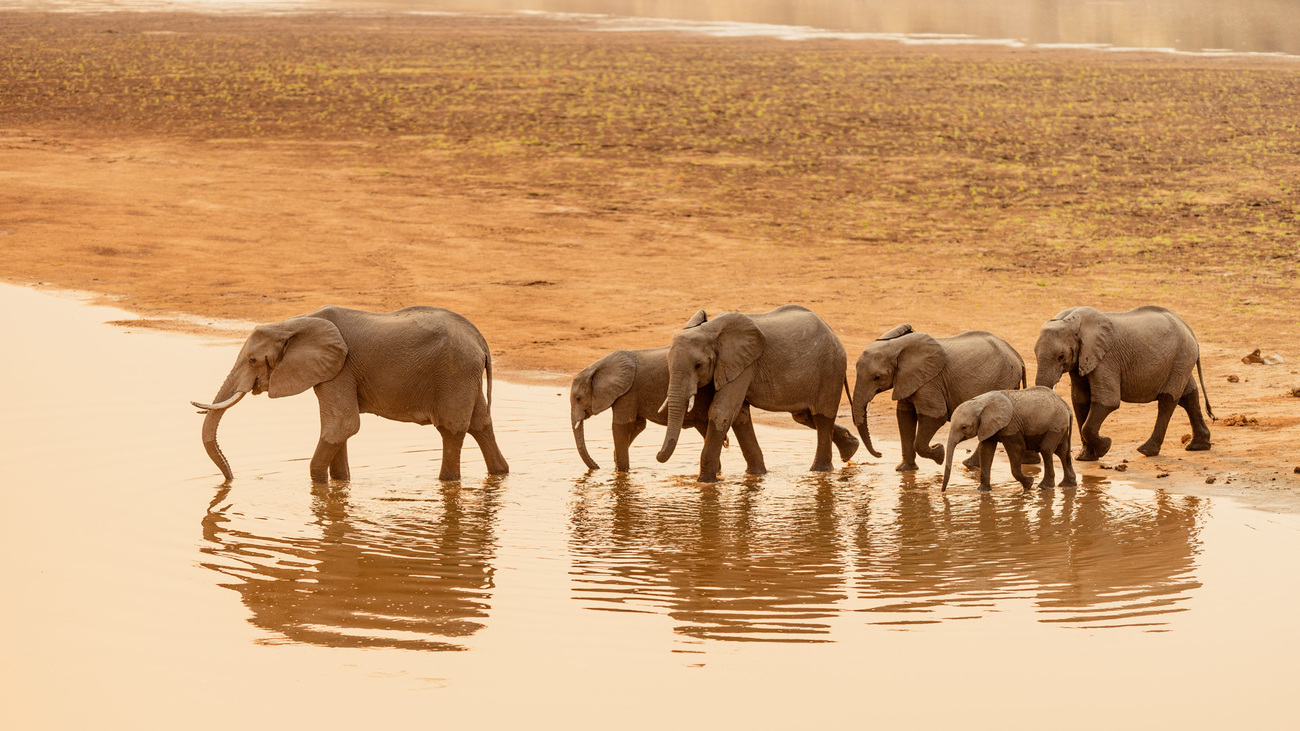 A group of African elephants