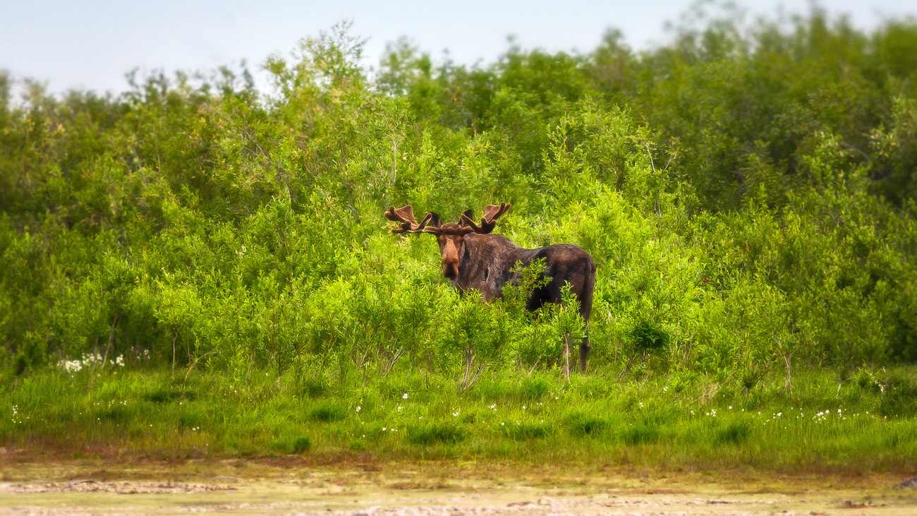 A large elk (moose) stands among the bushes on the bank of a Siberian river.