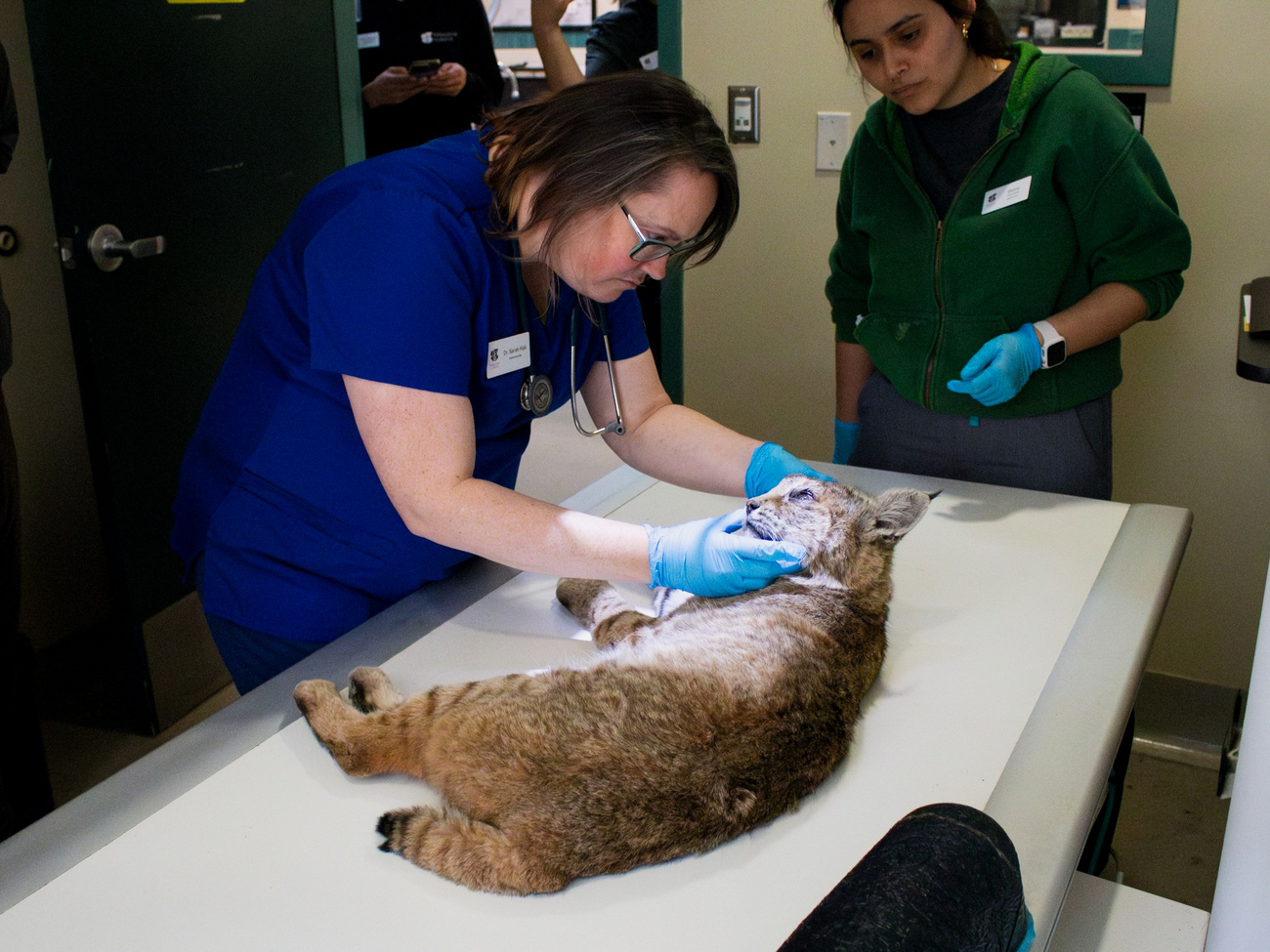 Een rode lynx met een gebroken bekken wordt verzorgd in Pasadena Humane nadat hij werd aangereden door een auto in de chaos van de recente natuurbranden.