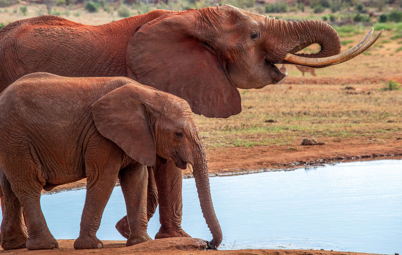 Éléphants à un point d'eau dans le parc national de Tsavo East.