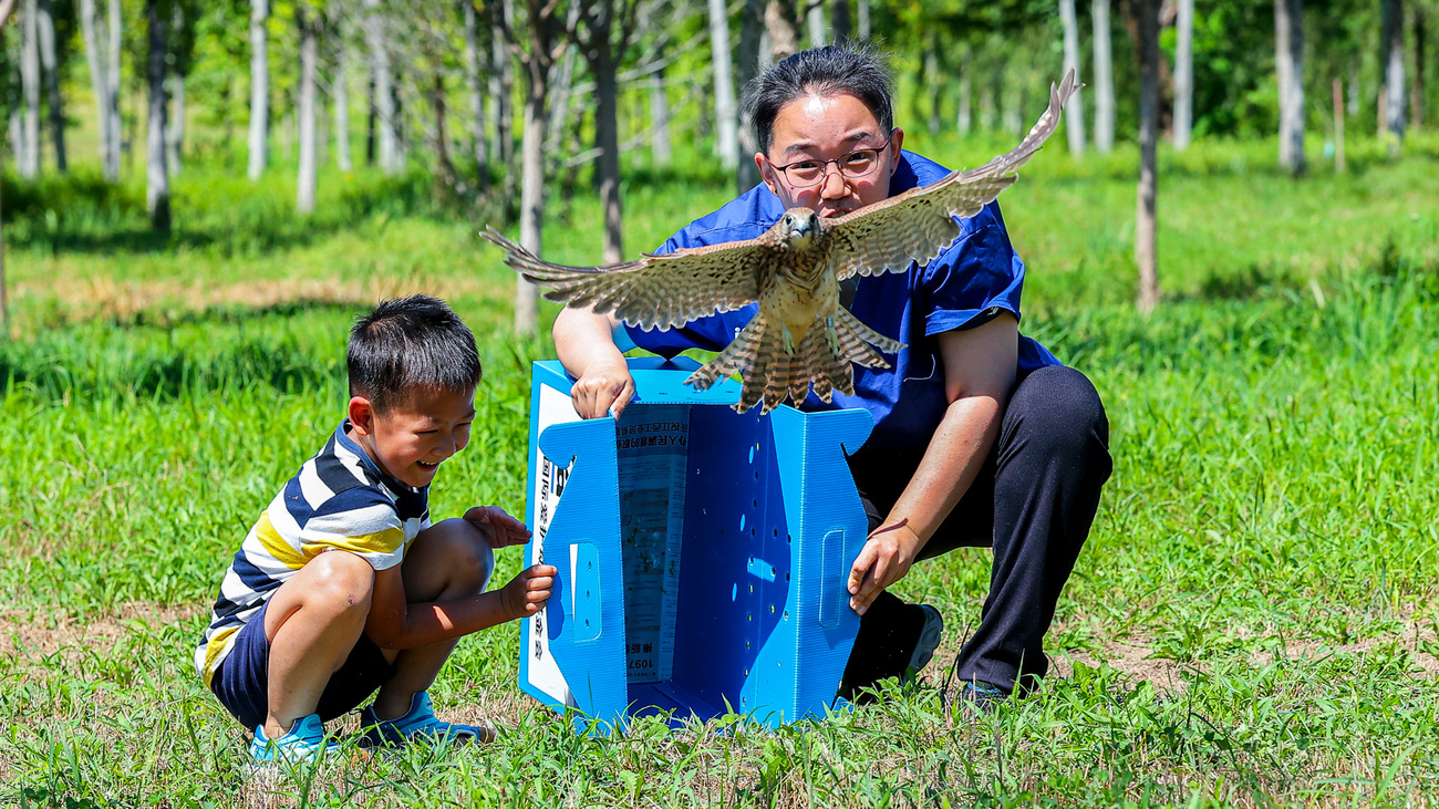 A common kestrel is released back to the wild by families who had previously helped IFAW BRRC rescue raptors and IFAW BRRC rehabilitator Betty Dai.