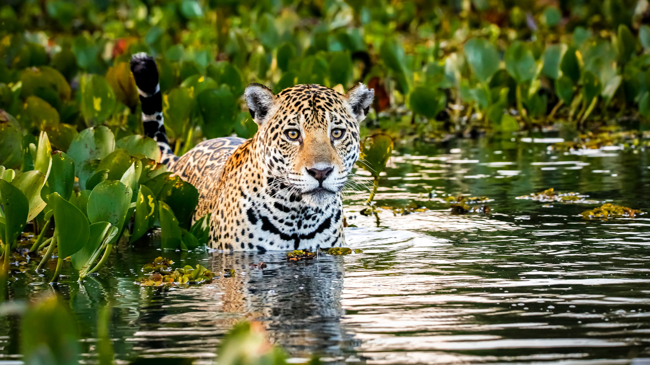 A jaguar standing in shallow water in the Pantanal wetlands.