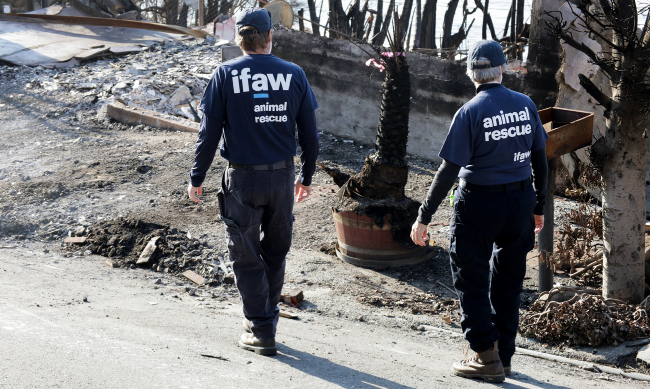 Responders perform animal search and rescue operations as southern California continues to recover from the largest wildfires the area has seen.