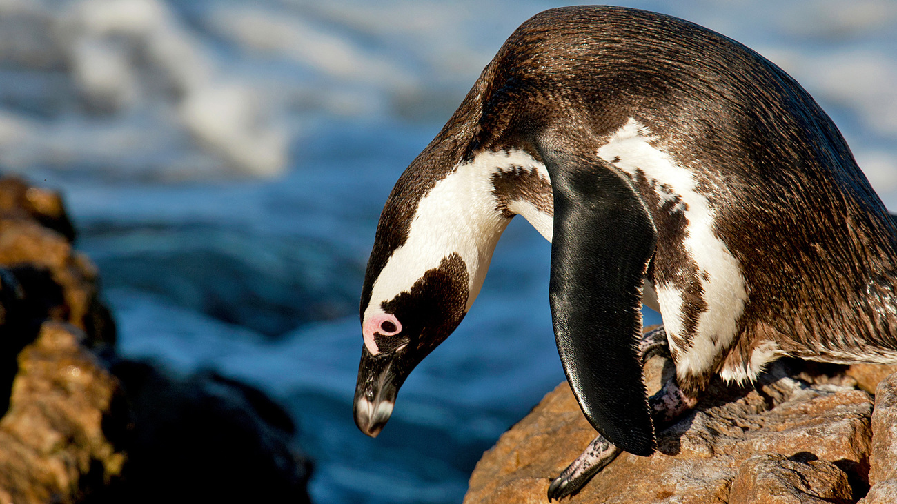 Een Afrikaanse pinguïn langs de zuidelijke Kaapkust in Walker Bay, dicht bij Hermanus in Zuid-Afrika.