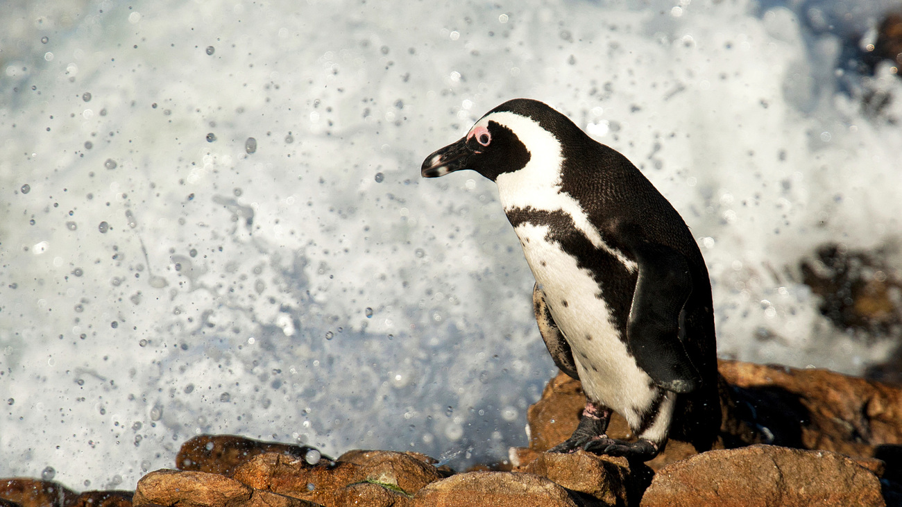 An African penguin off the southern Cape coastline in Walker Bay, near Hermanus, South Africa.