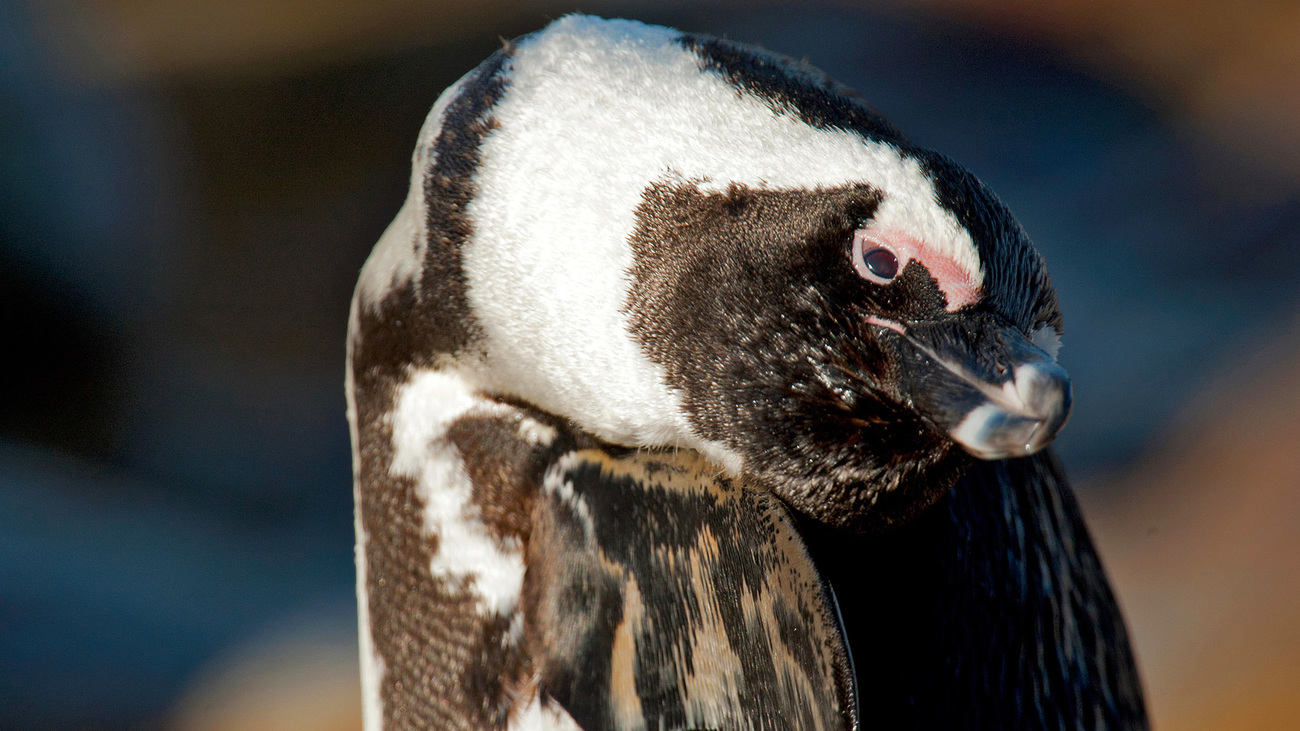 Een Afrikaanse pinguïn langs de zuidelijke Kaapkust in Walker Bay, nabij Hermanus, Zuid-Afrika.