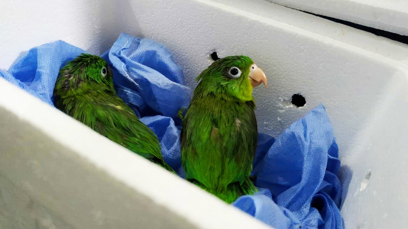 Twee toviparkieten die in een koelbox van piepschuim werden vervoerd, werden door milieu-instanties teruggevonden tijdens een operatie in een busstation in Bogota, Colombia, april 2021.