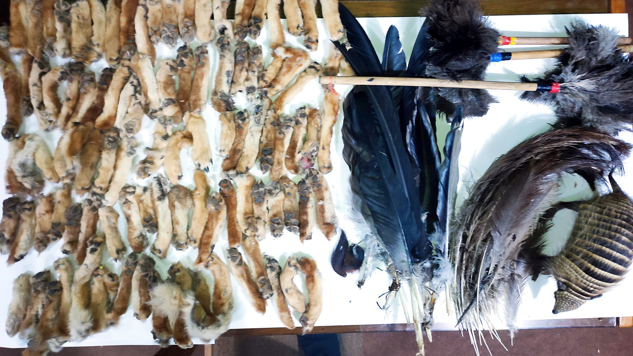 SERFOR seized 184 parts of dead wild animals and seven taxidermed animals that were used for healing at the Alasitas Fair in the cities of Puno and Juliaca, Peru.