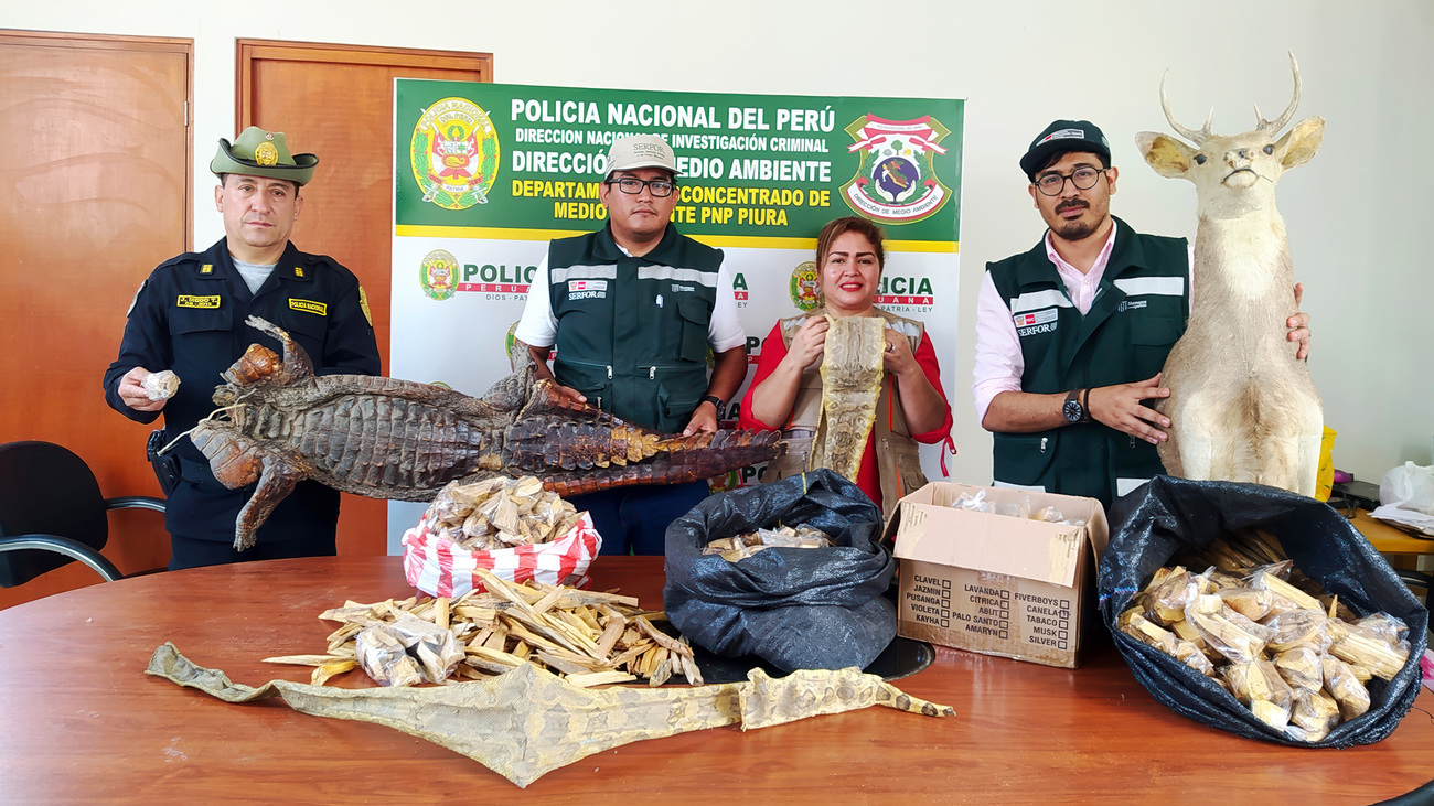 Peruvian authorities seized a white-tailed deer head, a whole skin without a crocodile head and two dissected boa constrictor skins in Piura.