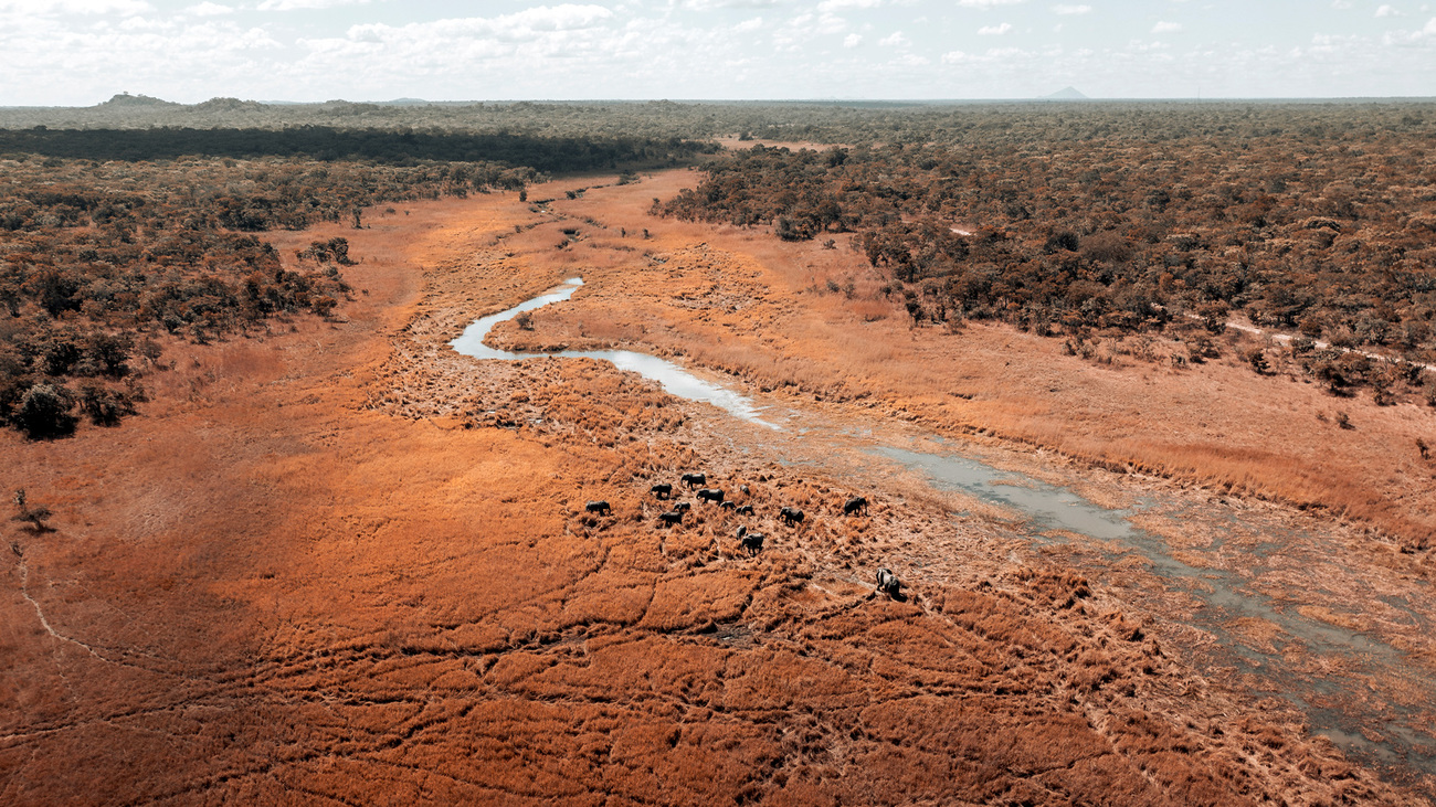 Aerial view of elephants in Kasungu National Park, Malawi.