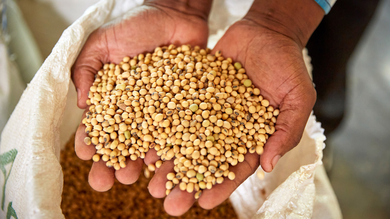 An employee shows off cleaned soya beans before they are milled at COMACO's vast processing plant, Chipata, Zambia.