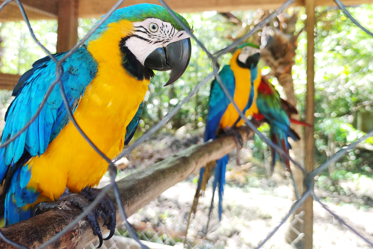 Blue and yellow macaws in a cage in the legal wildlife trade in Guyana.