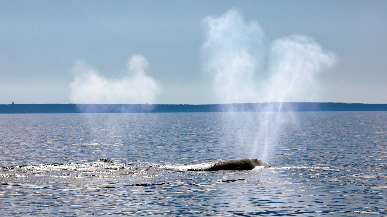 The distinct V-shaped exhalation of two North Atlantic right whales.