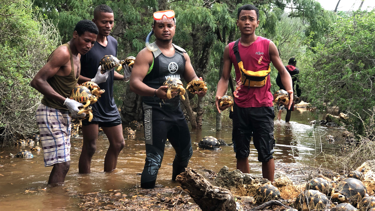 Reddingswerkers proberen zoveel mogelijk schildpadden te redden na verwoestingen door Cycloon Dikeledi in Zuid Madagaskar.