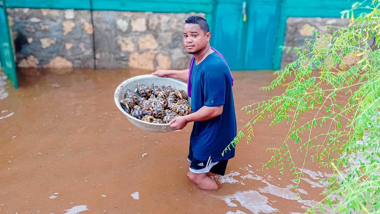 Reddingswerker met schaal vol schildpadden die zijn gered uit overstroomde gebieden in Zuid Madagaskar.