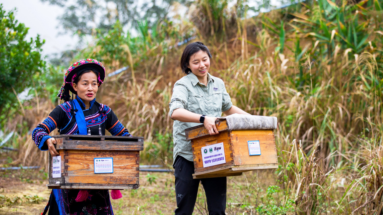 IFAW's YK Ma (right) and a Konggeliudui villager carry beehives into the community.